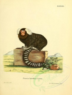 primates-00229 - STRIATED MONKEY [2336x3053]