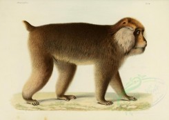 primates-00248 - Macacus tibetanus (Latin) [3486x2479]