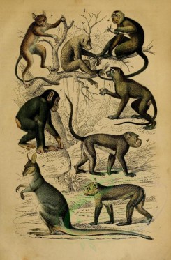 primates-00268 - Common chimpanzee, Barbary Ape, Guinea or sphinx baboon, Crab-eating macaque, White-headed capuchin, Red slender loris, Spectral tarsier [2102x3198]