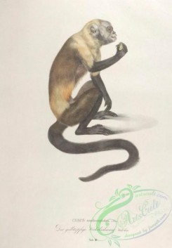 primates-00300 - 003-cebus xanthocephalus