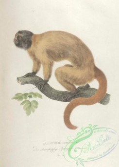 primates-00309 - 012-callithrix perfonata