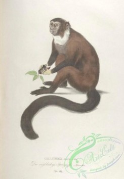 primates-00310 - 013-callithrix amicta
