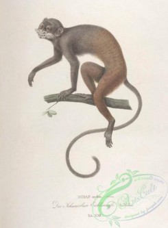 primates-00319 - 022-midas mystax