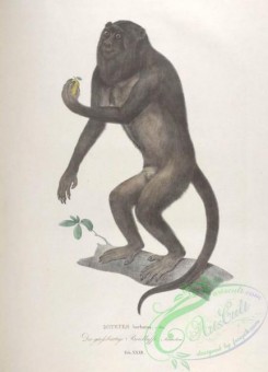 primates-00329 - 032-mycetes barbatus