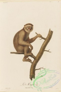 primates-00369 - 005-simia inuus