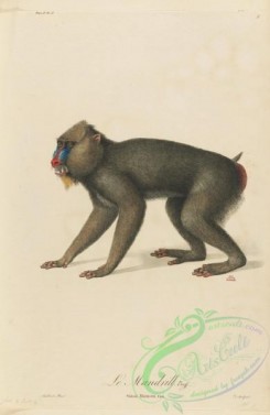 primates-00374 - 010-simia maimon