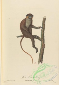 primates-00391 - 027-simia cephus