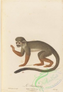 primates-00402 - 038-simia sciurea