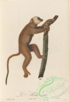 primates-00413 - 049-lemur refus