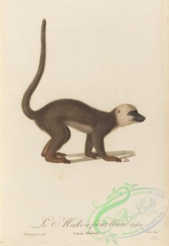 primates-00414 - 050-lemur albifrons