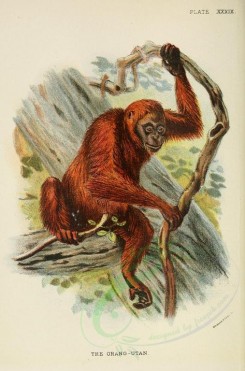 primates_best-00010 - ORANG-UTAN [2245x3400]