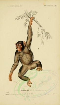 primates_best-00028 - Common chimpanzee [2143x3697]