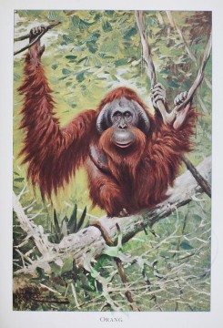 primates_best-00033 - ORANG-OUTANG [2550x3750]