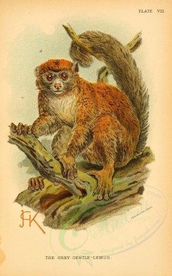 primates_best-00047 - Grey Gentle-Lemur [2127x3405]