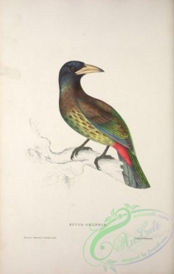 puffbirds-00018 - bucco grandis (L)