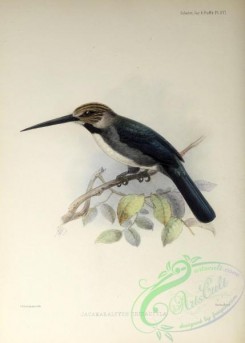 puffbirds-00024 - Three-toed Jacamar
