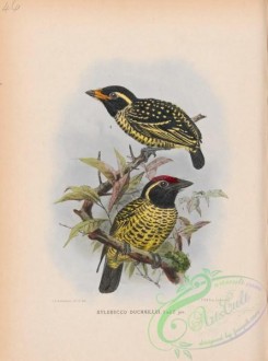 puffbirds-00049 - xylobucco duchaillui