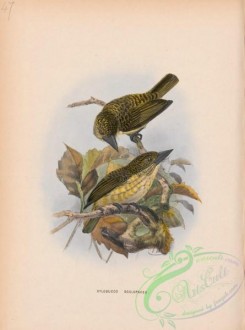 puffbirds-00050 - xylobucco scolopacea