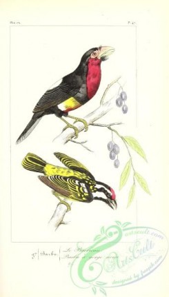 puffbirds-00056 - pogonias major, Black-spotted Barbet, bucco niger