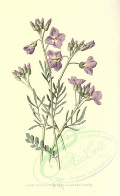purple_flowers-00010 - Lady's Smock or Bittercress or Cuckoo Flower [1698x2766]