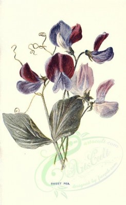 purple_flowers-00015 - SWEET PEA [1722x2812]