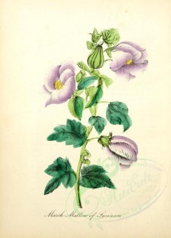 purple_flowers-00017 - Marsh-Mallow of Surinam [1905x2650]