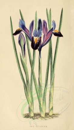 purple_flowers-00020 - iris reticulata [1760x3069]