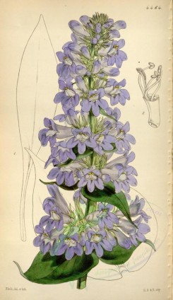 purple_flowers-00027 - 4464-pentstemon cyananthus, Azure-flowered Pentstemon [2049x3538]