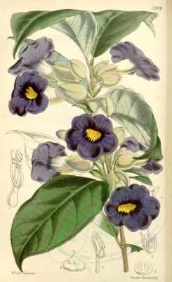 purple_flowers-00042 - 5389-meyenia vogeliana, Vogel's Meyenia [2085x3408]