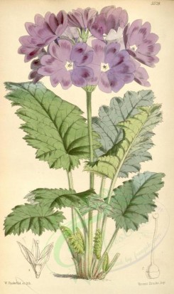 purple_flowers-00047 - 5528-primula cortusoides amoena, Cortusa-leaved Primrose deep-coloured variety [2034x3424]