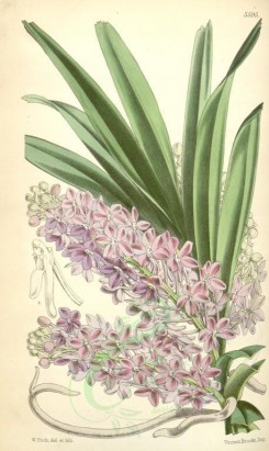 purple_flowers-00052 - 5595-saccolabium ampullaceum, Bottle-lipped Saccolabium [2081x3488]