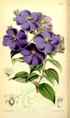 purple_flowers-00054 - 5629-pleroma sarmentosa, Sarmentose Pleroma [2191x3707]