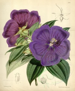 purple_flowers-00057 - 5721-pleroma macranthum, Large-flowered Pleroma [3613x4343]