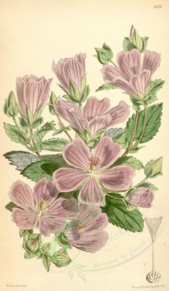 purple_flowers-00064 - 5852-malope malacoides, Barbary Bastard Mallow [1979x3394]