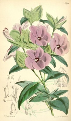 purple_flowers-00065 - 5866-barleria mackenii, Mr McKen's Barleria [2055x3501]