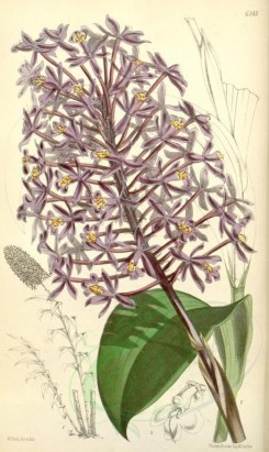 purple_flowers-00084 - 6145-epidendrum syringothyrsis [2081x3486]