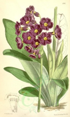 purple_flowers-00086 - 6185-primula parryi [2043x3427]