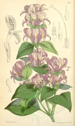 purple_flowers-00091 - 6224-hypoestes aristata [2076x3447]