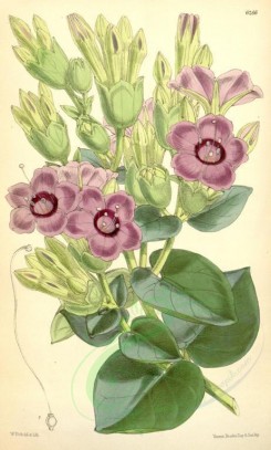 purple_flowers-00096 - 6266-mirabilis multiflora [2114x3508]