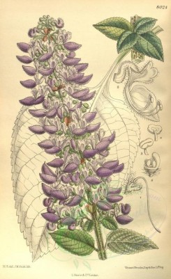 purple_flowers-00173 - 8024-coleus shirensis [2119x3468]