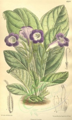 purple_flowers-00185 - 8204-didymocarpus cyanea [2071x3456]
