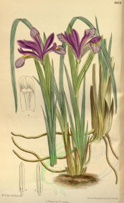 purple_flowers-00212 - 8608-iris urumovii [2112x3446]