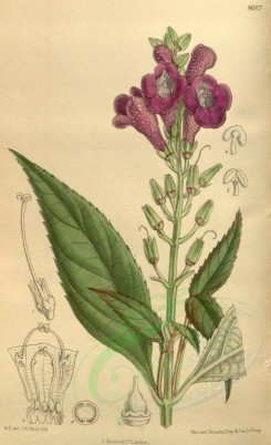 purple_flowers-00222 - 8687-artanema longifolium [2106x3456]
