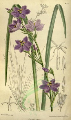 purple_flowers-00227 - 8731-orthrosanthus chimboracensis [2085x3510]