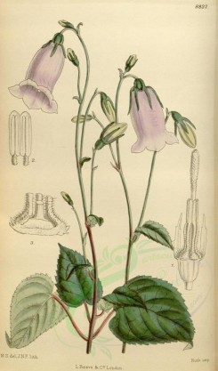 purple_flowers-00233 - 8837-symphyandra asiatica [2092x3558]