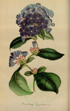 purple_flowers-00260 - plumbago larpentae [2289x3636]