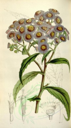 purple_flowers-00265 - aster sikkimensis [2031x3663]