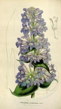 purple_flowers-00270 - pentstemon cyananthus [2088x3696]