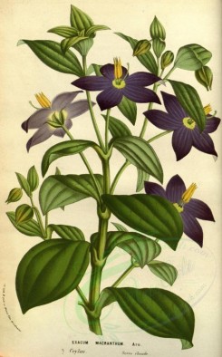 purple_flowers-00431 - exacum macranthum [2218x3567]