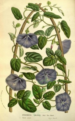 purple_flowers-00433 - Jacquemontia coelestis [2143x3456]